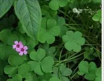 包含楛l砤永ｉ^0b6??Z$敾7mOJ薒枠1?|過墏_?醡崆I?囲Y貴i(l的词条-九游会平台